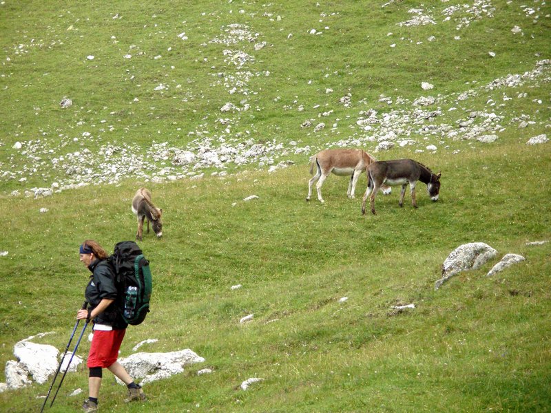 bucegi_piatra_craiului_1_067.jpg