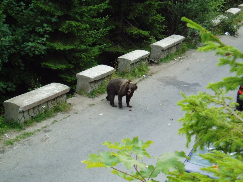 bucegi_piatra_craiului_2_001.jpg